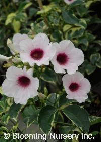 Pandorea jasminoides 'Variegata'